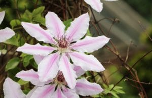 Clematis - Waldrebe