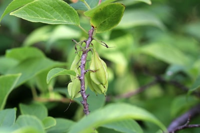 Schneeglöckchenbaum - Halesia