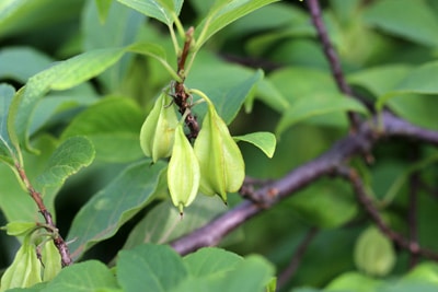 Schneeglöckchenbaum - Halesia