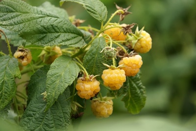 Himbeeren - Rubus idaeus