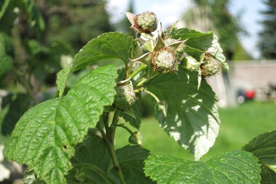 Himbeeren - Rubus idaeus