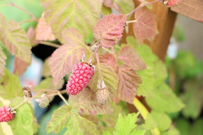 Himbeeren - Rubus idaeus