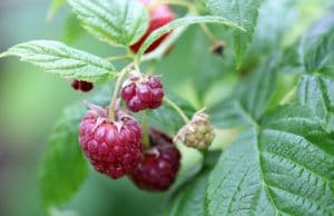 Himbeeren - Rubus idaeus