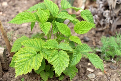 Himbeeren - Rubus idaeus