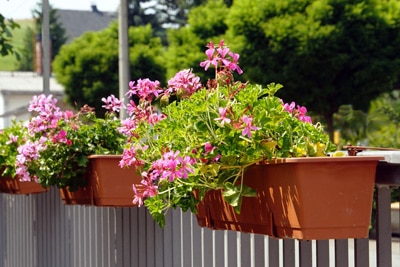 geranie pelargonium