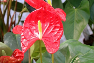 Anthurie - Flamingoblume - Anthurium andreanum