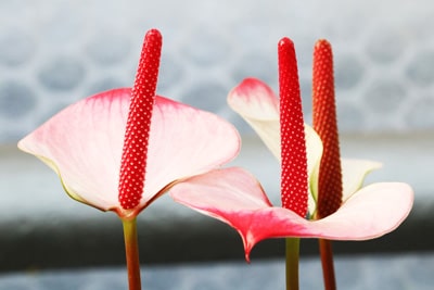 Anthurie - Flamingoblume - Anthurium andreanum