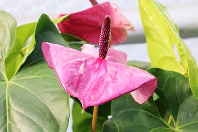 Anthurie - Flamingoblume - Anthurium andreanum