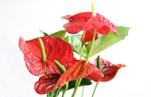 Anthurie - Flamingoblume - Anthurium andreanum