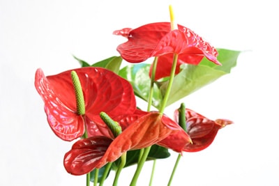 Anthurie - Flamingoblume - Anthurium andreanum