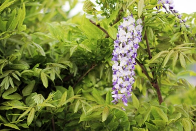 Blauregen - Glyzinie - Wisteria