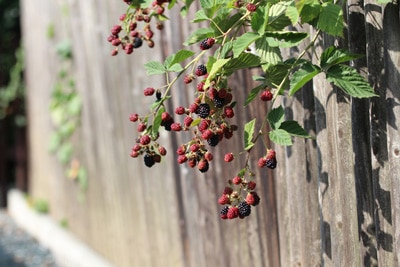 Rubus sectio rubus