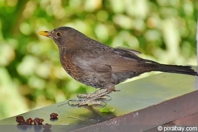 Vogelfutter Amsel