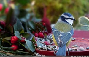 Vögel füttern - Blaumeise