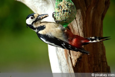 Vogelfutter - Specht