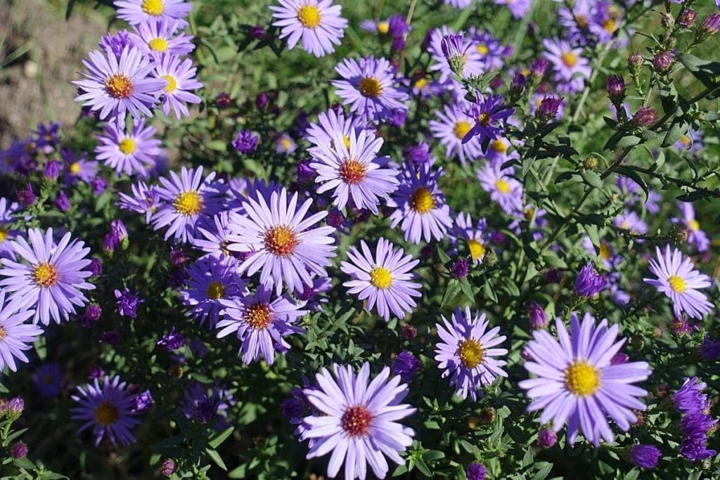 Aster, Symphyotrichum dumosum