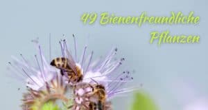 bienenfreundliche Pflanzen