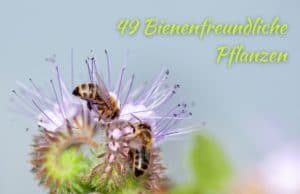 bienenfreundliche Pflanzen