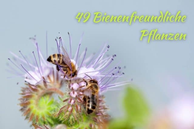 bienenfreundliche Pflanzen