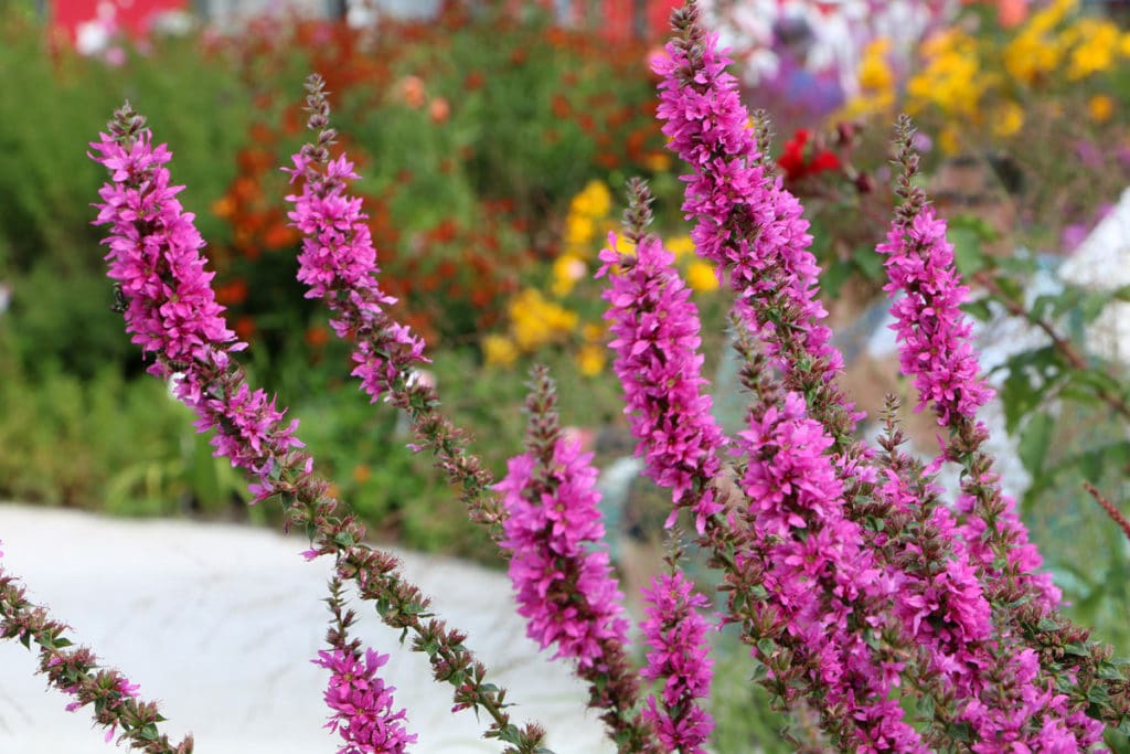 Blutweiderich (Lythrum salicaria), bienenfreundliche Pflanzen