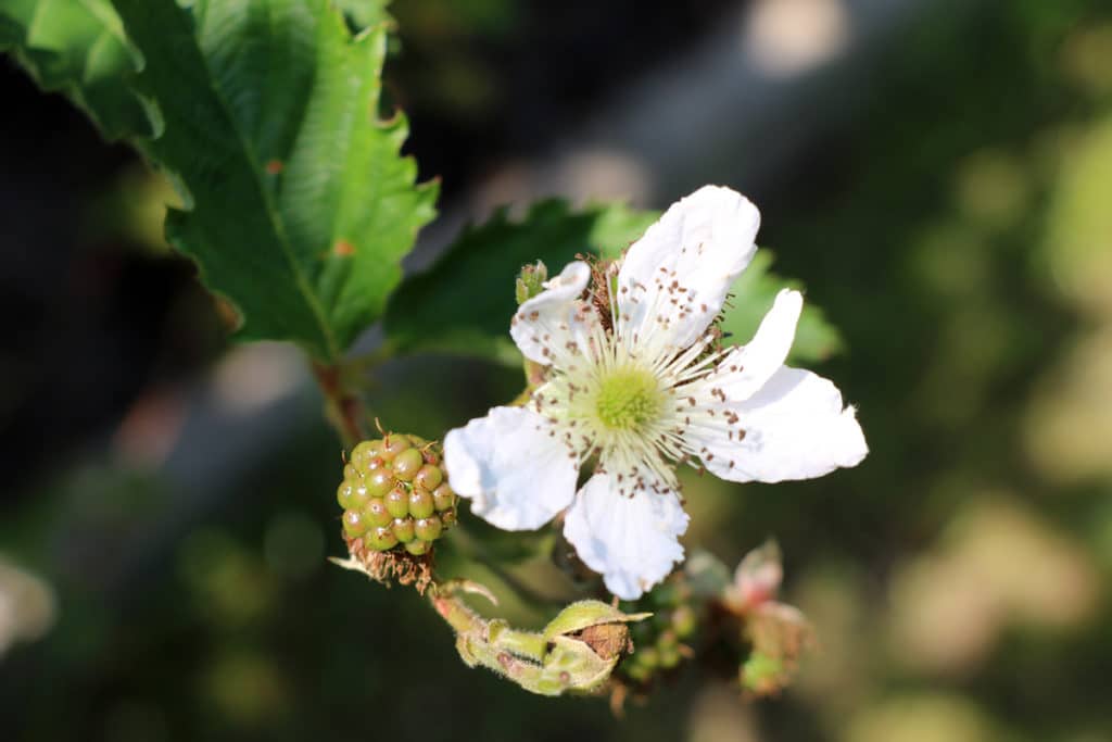 Brombeeren, bienenfreundliche Pflanzen