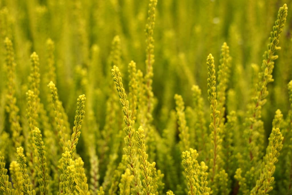 Heidekraut, Besenheide (Calluna vulgaris)