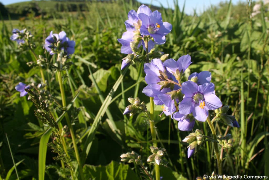 Himmelsleiter, bienenfreundliche Pflanze