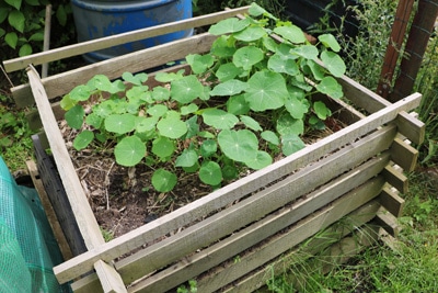 Kapuzinerkresse Tropaeolum blüht nicht