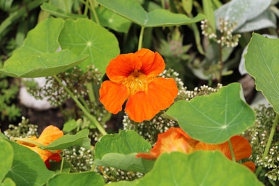 Kapuzinerkresse Tropaeolum blüht nicht