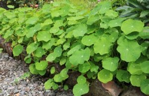 Kapuzinerkresse Tropaeolum blüht nicht