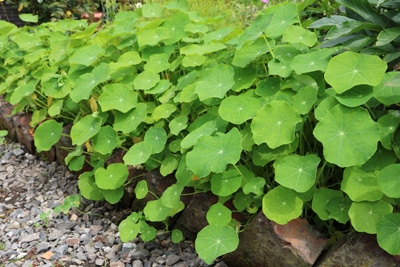 Kapuzinerkresse Tropaeolum blüht nicht