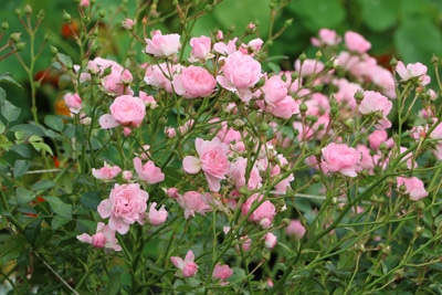 Rosen-Stecklinge ziehen