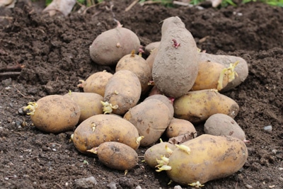 Rosen-Stecklinge ziehen - Kartoffeln