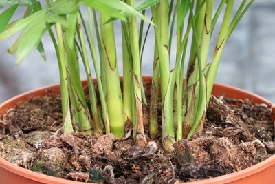 weißer Schimmel Palme - umtopfen