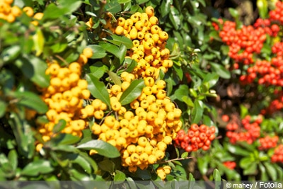 perfekte Hecke Feuerdorn