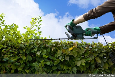 Die Perfekte Hecke Hoch Schmal Immergrun Und Blickdicht Gartendialog De