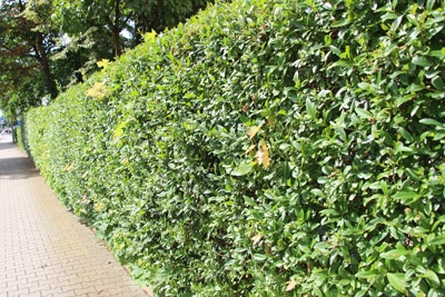 perfekte Hecke Liguster