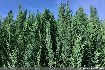 perfekte Hecke Scheinzypresse