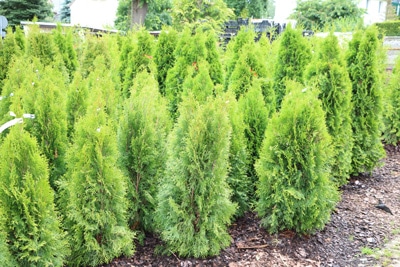 perfekte Hecke Thuja