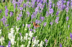 Lavendel verjüngen