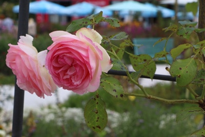 Sternrußtau an Rosen