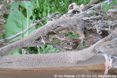 weißer Schimmel Palme - Grauschimmel