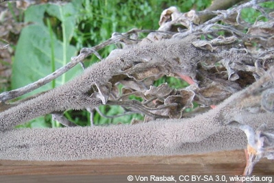 weißer Schimmel Palme - Grauschimmel