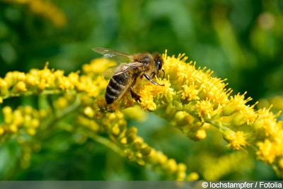 Bienenfreundliche Pflanzen - Biene Bienenfreundliche Pflanzen - Biene