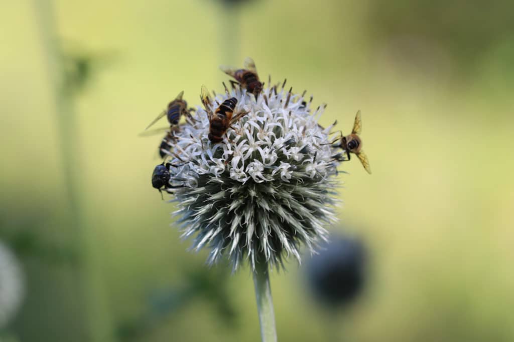 Kugeldistel, Lavendel Begleitpflanzen