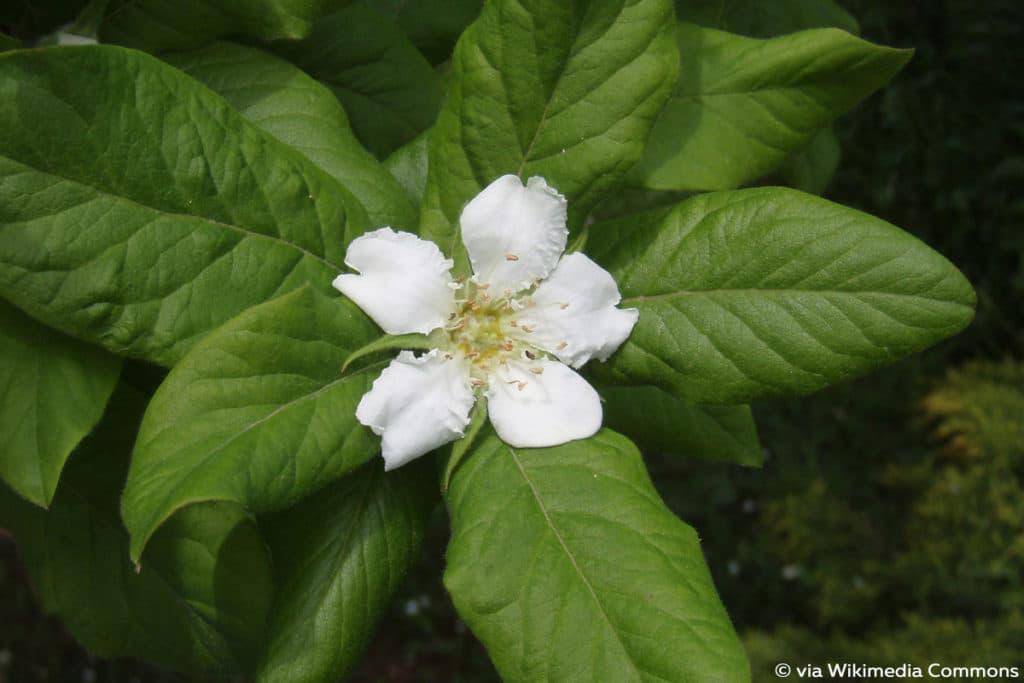 Mispel (Mespilus germanica), bienenfreundliche Pflanze