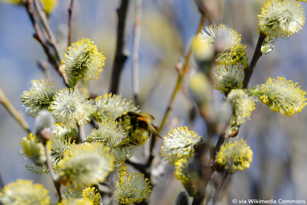 Salweide, Salix caprea