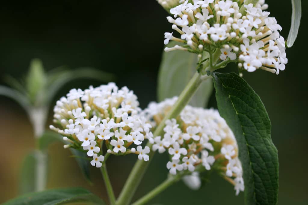 Sommerflieder