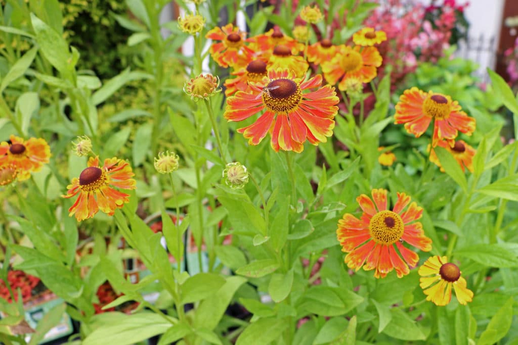 Sonnenbraut (Helenium autumnale), winterhart