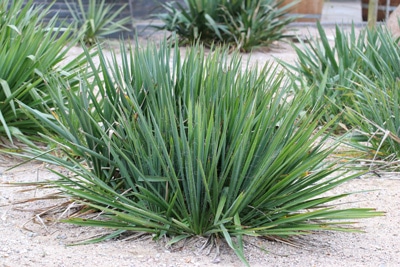 Yucca Palme winterhart